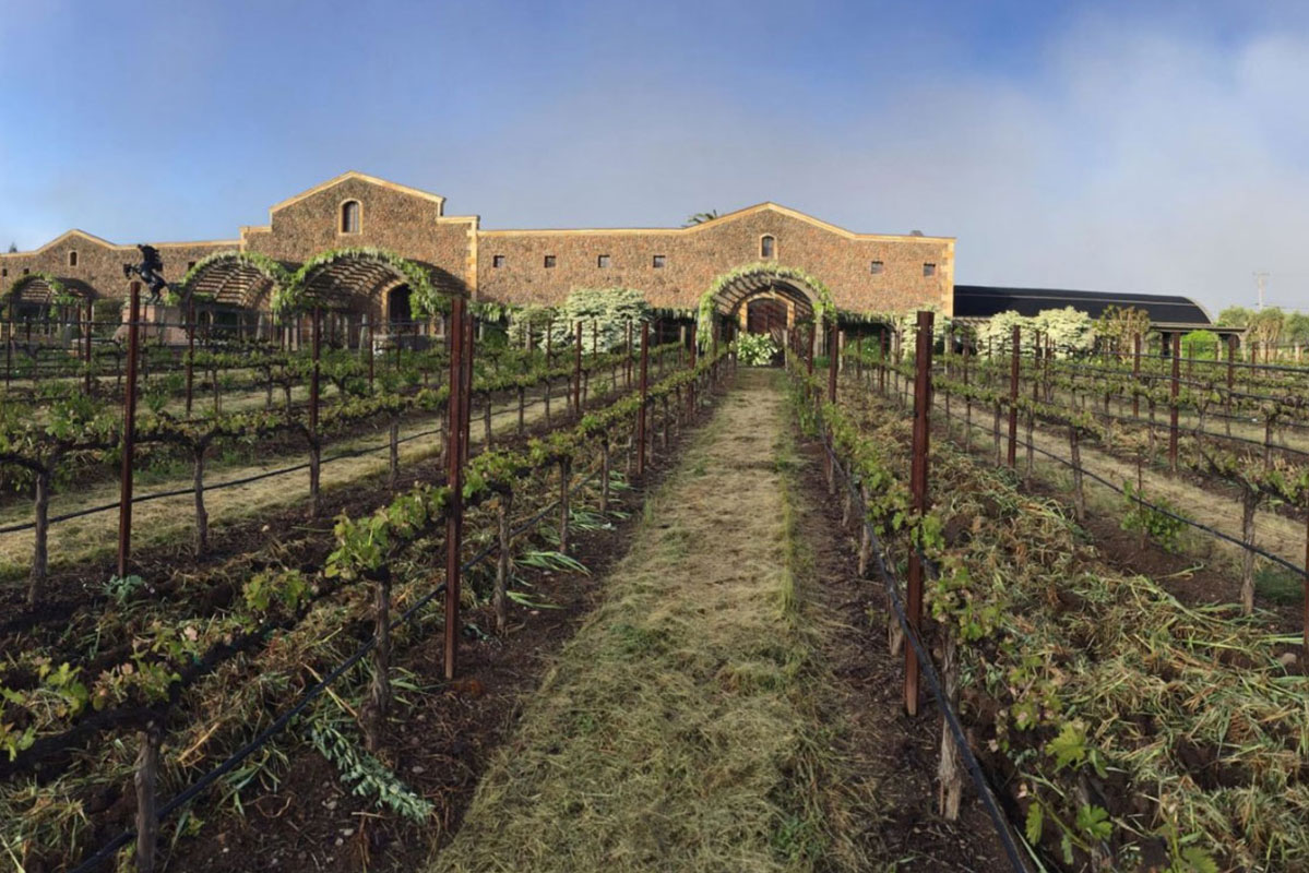 Black Stallion Winery